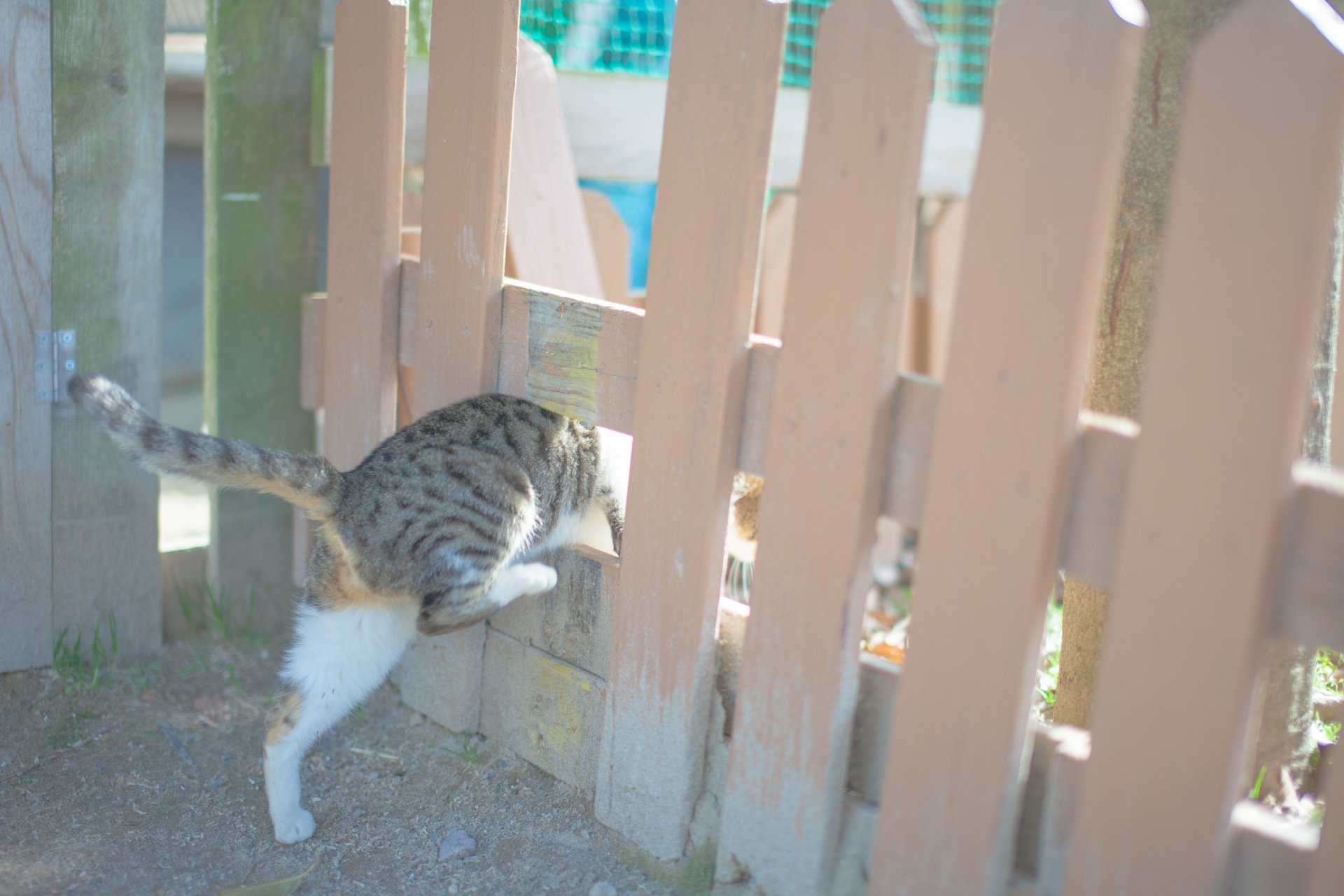 猫よけ対策をするにはどうすればいい